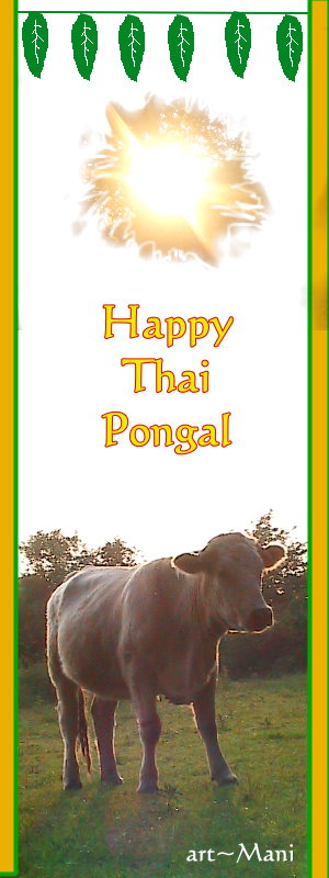 Thai Pongal -Sun & cow