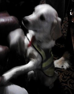 Healing hugs from Animals